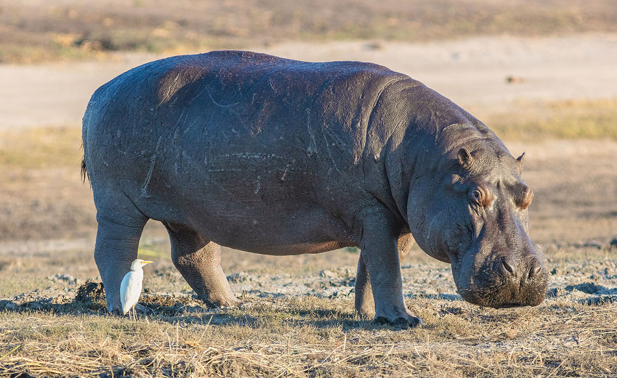 Обыкновенный бегемот (Hippopotamus amphibius)