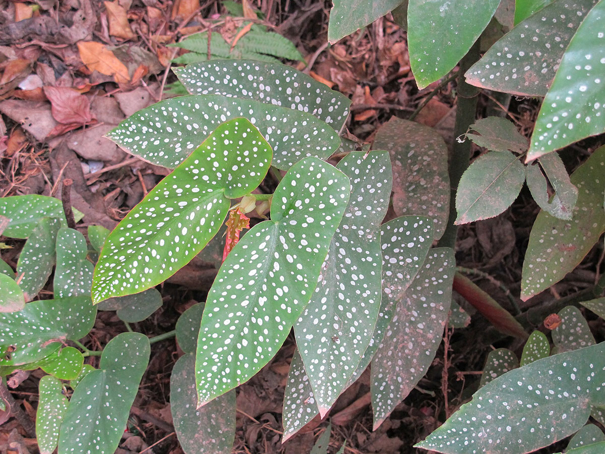 Бегония пятнистая (Begonia maculata)