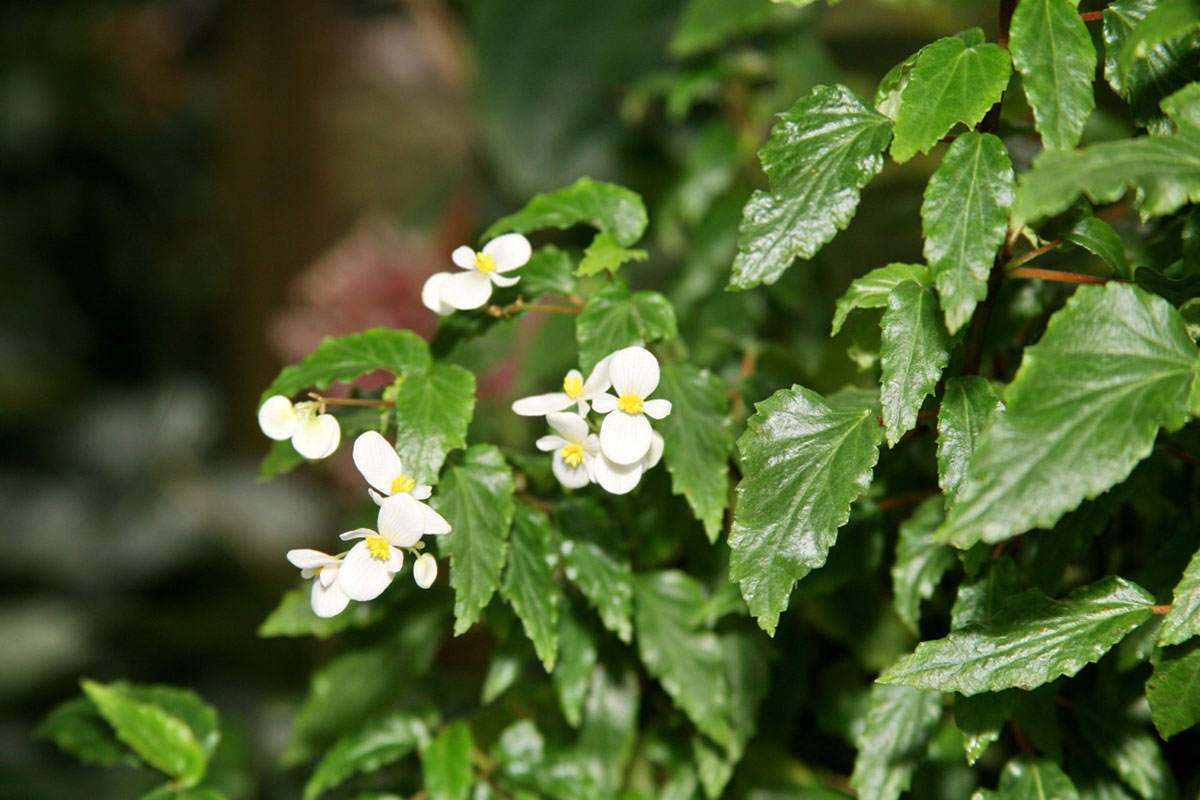 Бегония остролистная (Begonia acutifolia)
