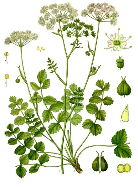 Бедренец камнеломковый (Pimpinella saxifraga)