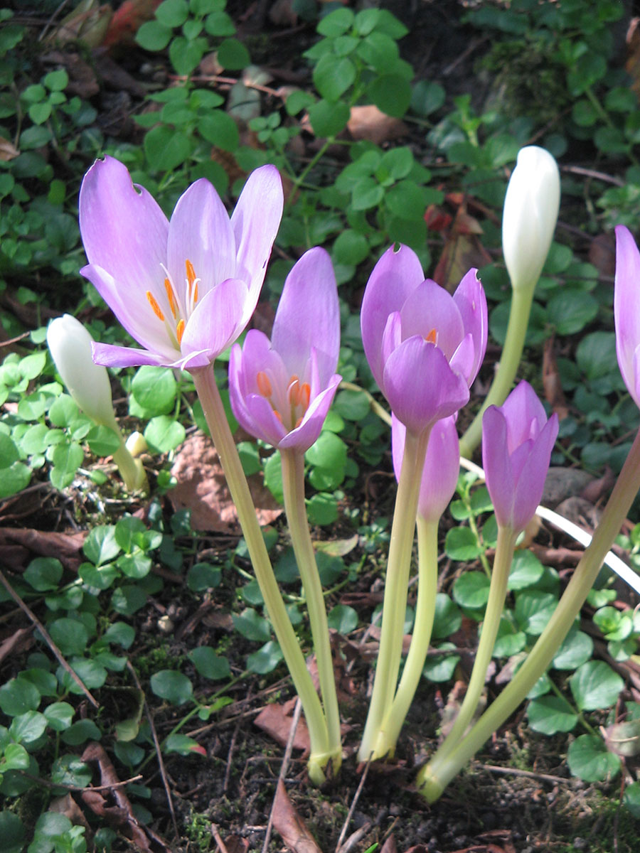 Безвременник великолепный (Colchicum speciosum)