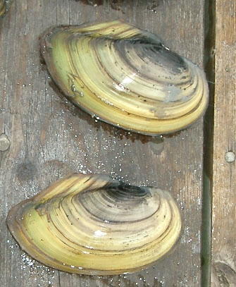 Обыкновенная беззубка (Anodonta cygnea)