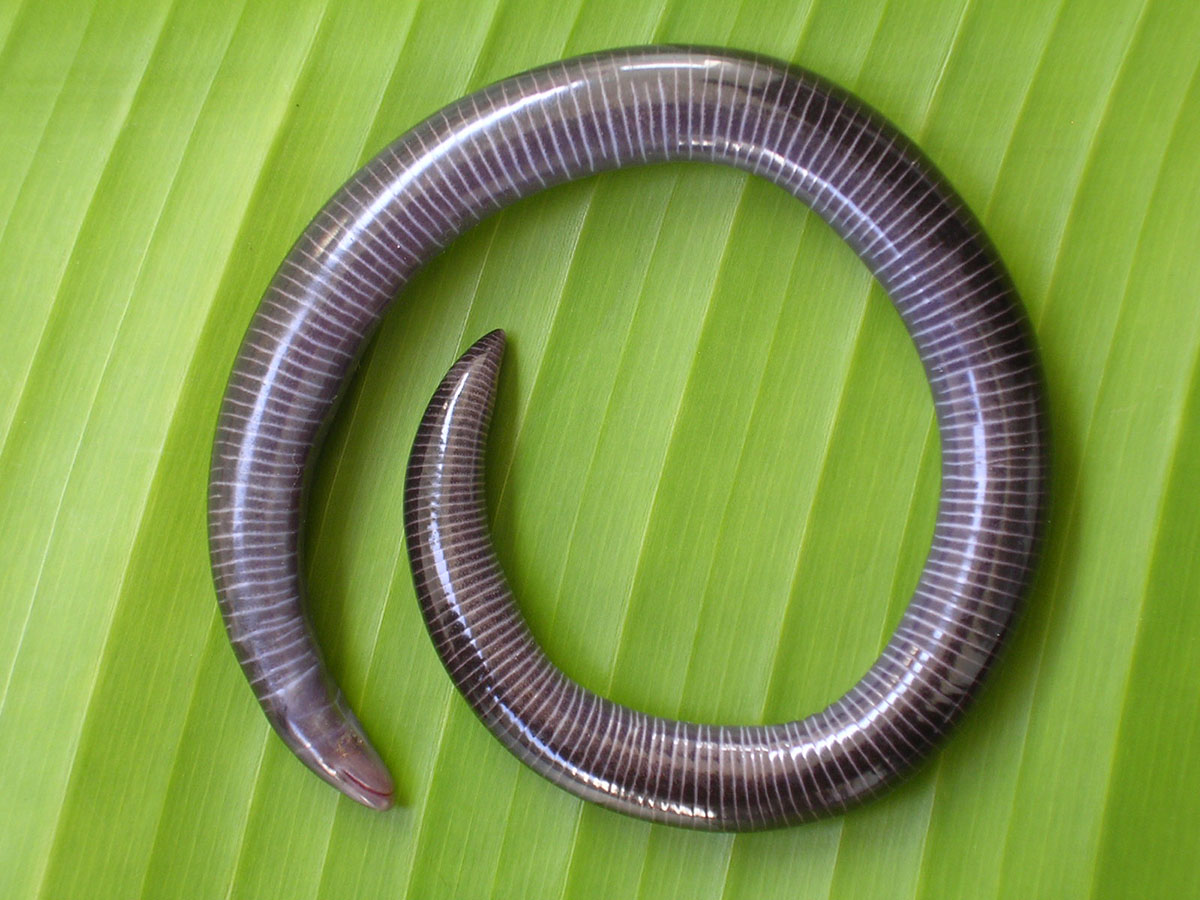 Керальская червяга (Uraeotyphlus menoni)