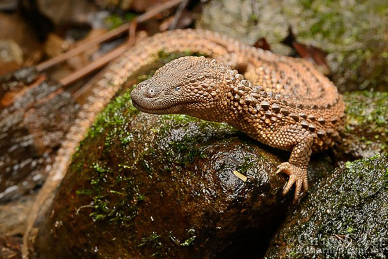 Калимантанский безухий варан (Lanthanotus borneensis)