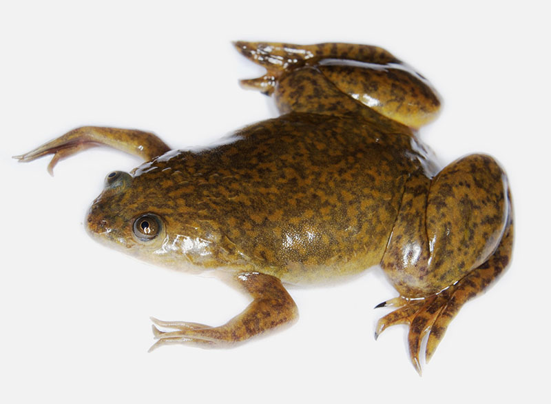 Гладкая шпорцевая лягушка (Xenopus laevis)