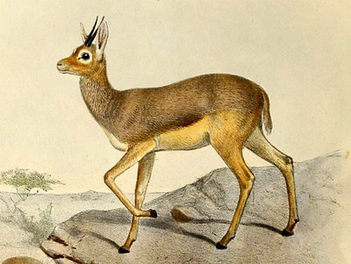 Бейра (Dorcatragus megalotis)