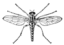 Бекасница обыкновенная (Rhagio scolopaceus)