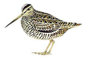 Бекас (Gallinago gallinago)