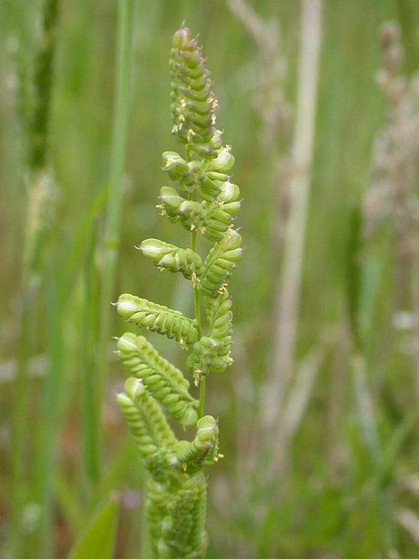 Бекмания восточная (Beckmannia syzigachne)