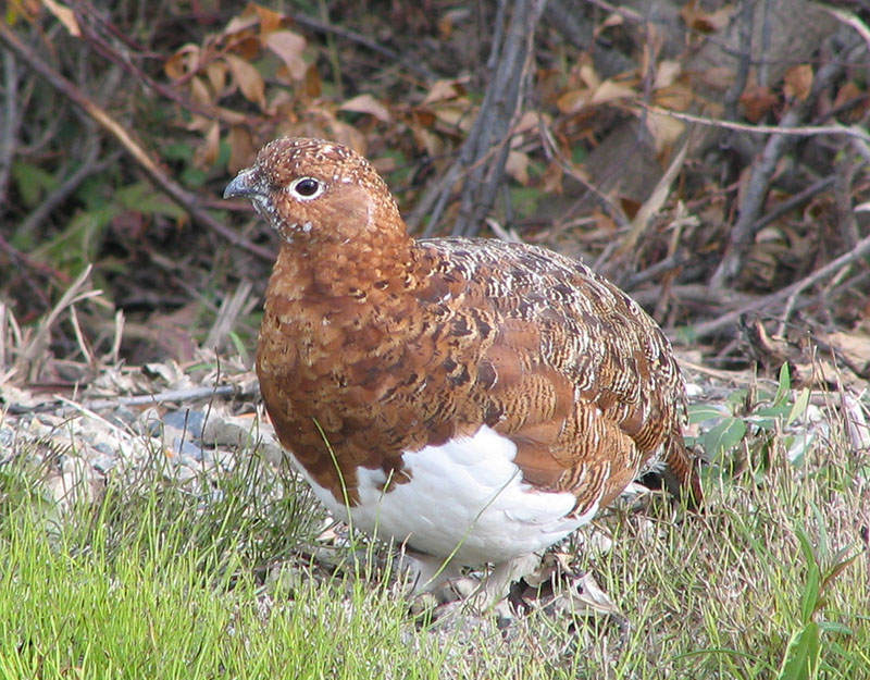 Белая куропатка (Lagopus lagopus)