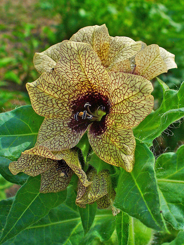 Белена чёрная (Hyoscyamus niger)