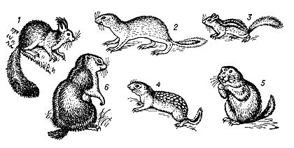 Семейство беличьи: 1 — обыкновенная белка (Sciurus vulgaris); 2 — тонкопалый суслик (Spermophilopsis leptodactylus); 3 — бурундук (Tamias sibiricus); 4 — крапчатый суслик (Citellus suslicus); 5 — мексиканская луговая собачка (Cynomys mexicanus); 6 — сурок Мензбира (Marmota menzbieri)