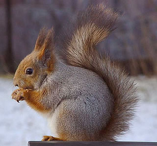 Обыкновенная белка (Sciurus vulgaris)