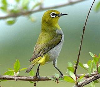 Японская белоглазка (Zosterops japonica)