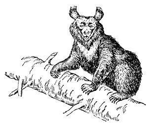 Белогрудый медведь (Ursus thibetanus)