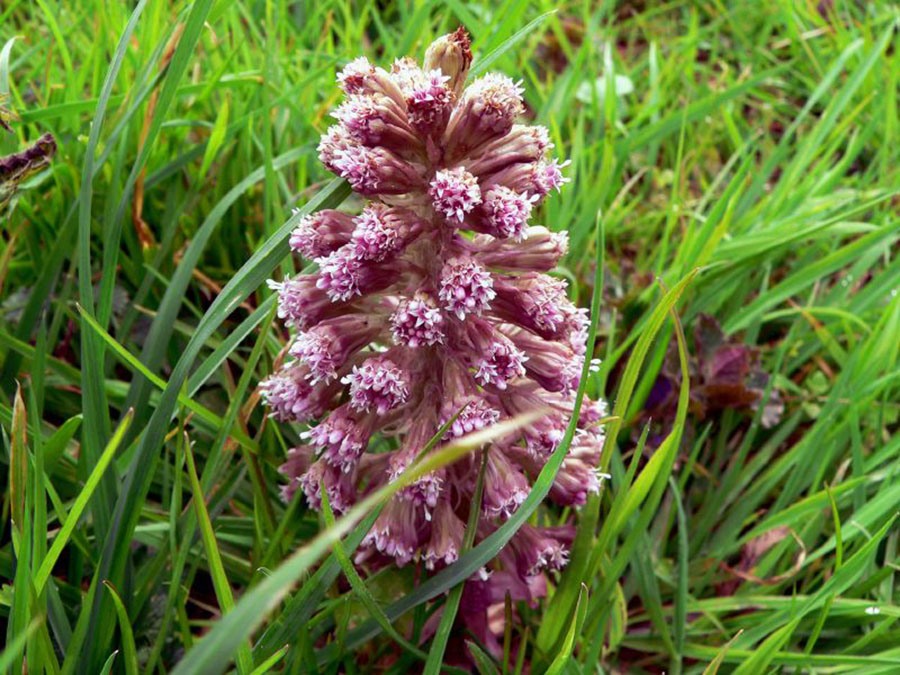 Белокопытник гибридный (Petasites hybridus)