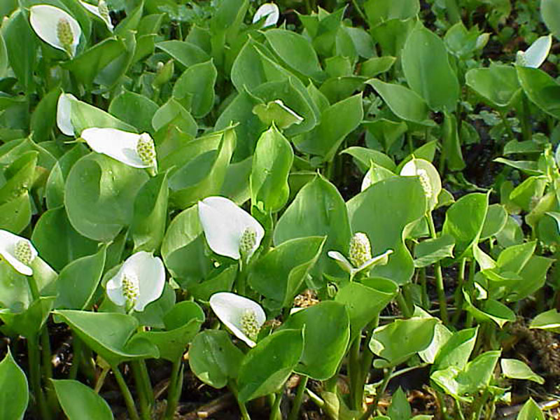 Белокрыльник болотный (Calla palustris)