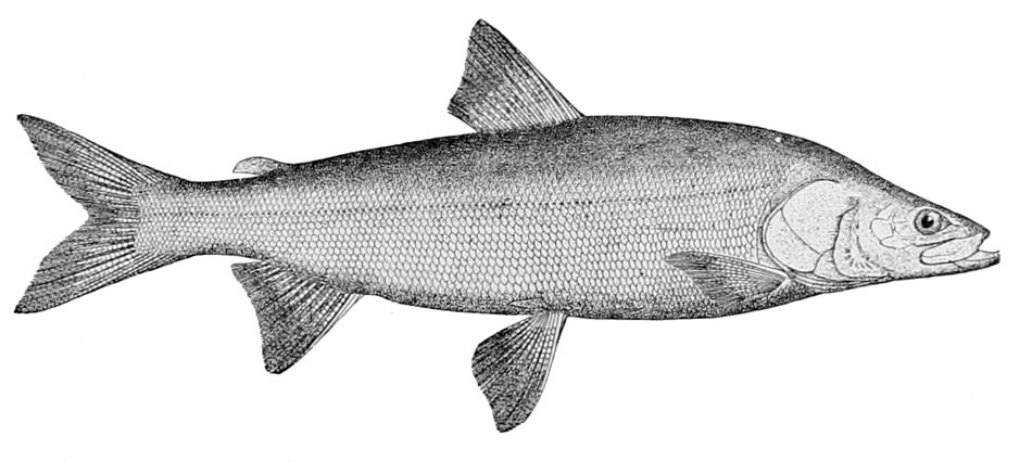 Белорыбица (Stenodus leucichthys)