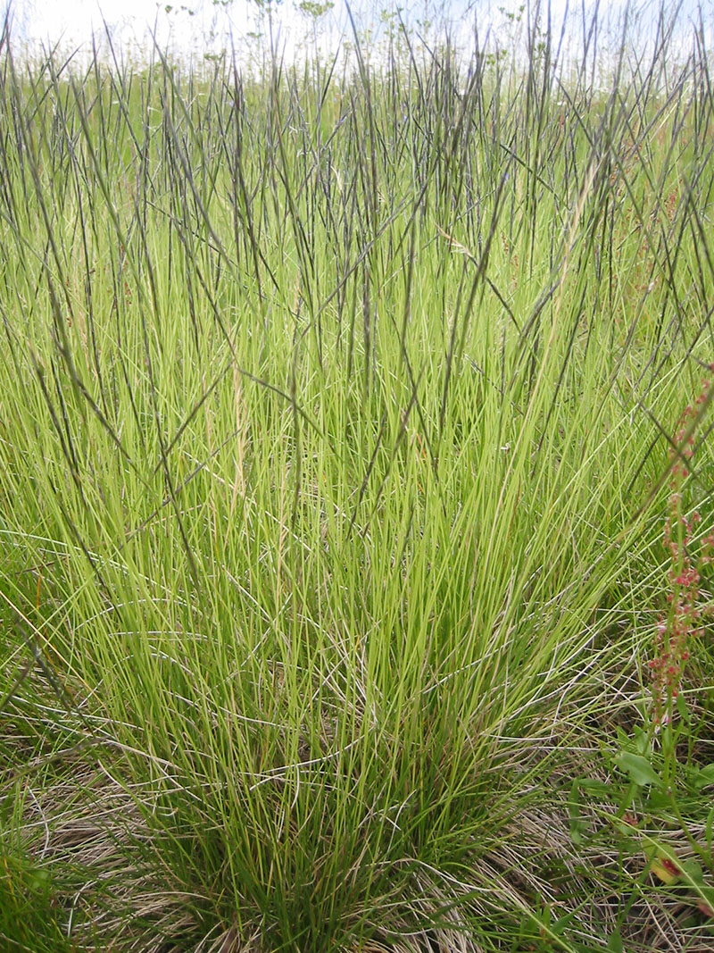 Белоус торчащий (Nardus stricta)