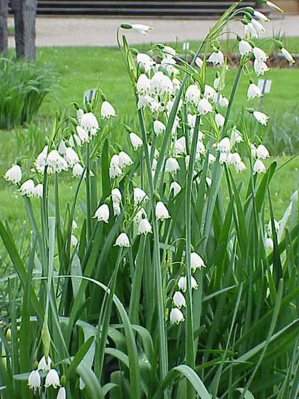 Белоцветник летний (Leucojum aestivum)