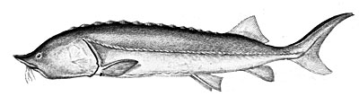 Белуга (Huso huso)