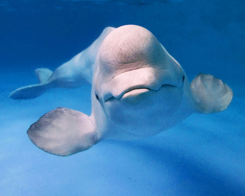 Белуха (Delphinapterus leucas)