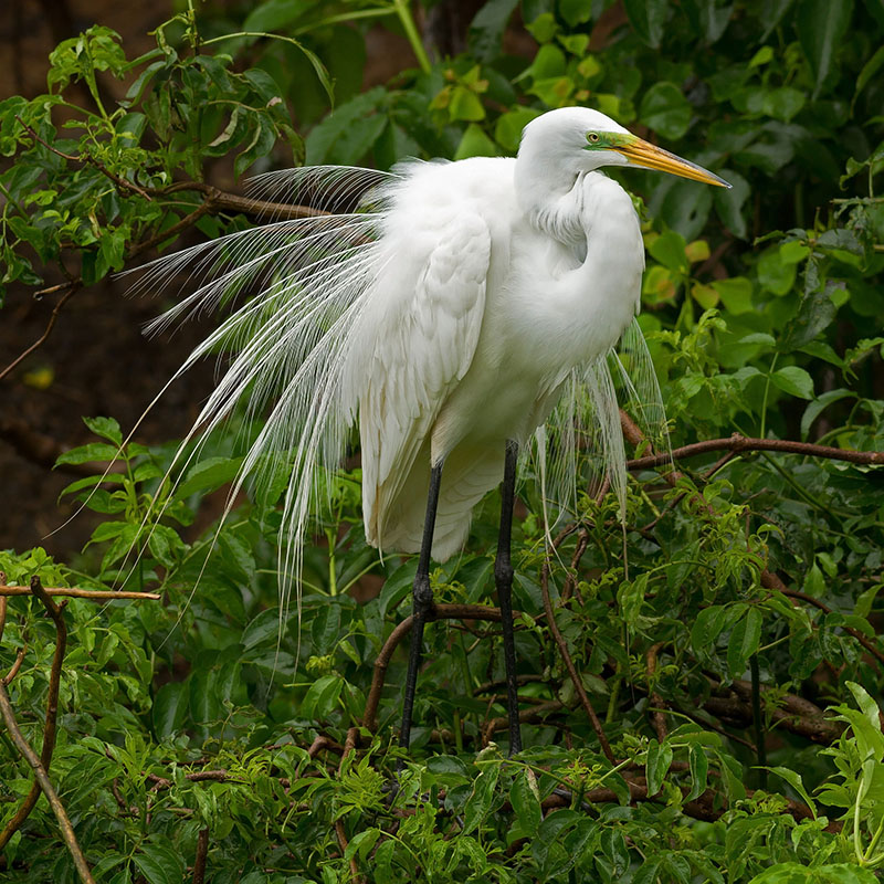 Большая белая цапля (Egretta alba)
