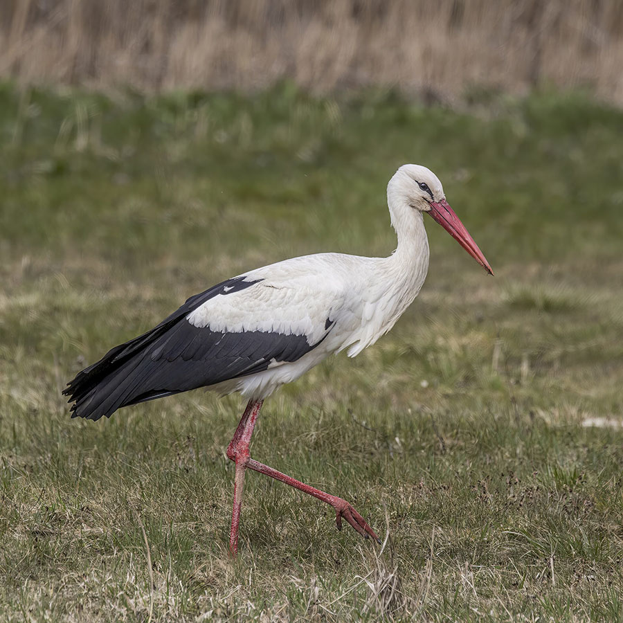 Белый аист (Ciconia ciconia)