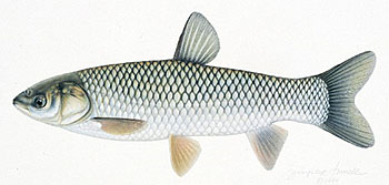 Белый амур (Ctenopharyngodon idella)