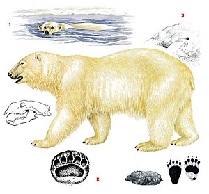 Белый медведь (Ursus maritimus)