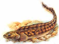 Европейская бельдюга (Zoarces viviparus)