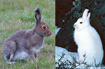 Заяц-беляк (Lepus timidus). Летняя и зимняя окраска