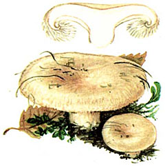 Белянка (Lactarius pubescens)