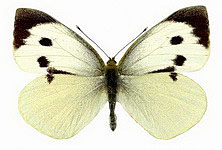 Капустная белянка, капустница (Pieris brassicae)