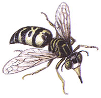 Роющая оса (Bembix oculata)