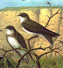 Береговая ласточка (Riparia riparia)