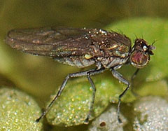 Ячменный минёр (Hydrellia griseola)