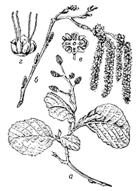 Ольха чёрная (Alnus glutinosa)