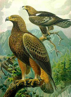 Беркут Aquila chrysaetos