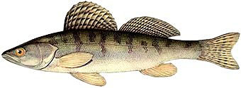 Берш (Stizostedion volgensis)