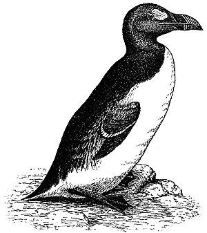 Бескрылая гагарка Pinguinus impennis