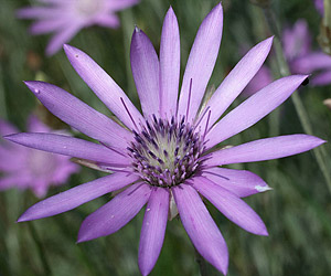 Сухоцвет Xeranthemum annuum
