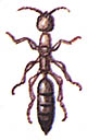 Склеродерма Scleroderma domestica