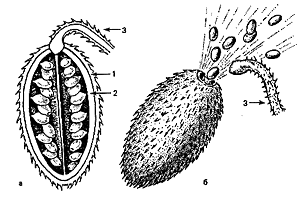 Ecballium elaterium