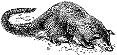 Бинтуронг Arctictis binturong