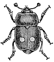 Двуточечная блестянка (Nitidula bipunctata)