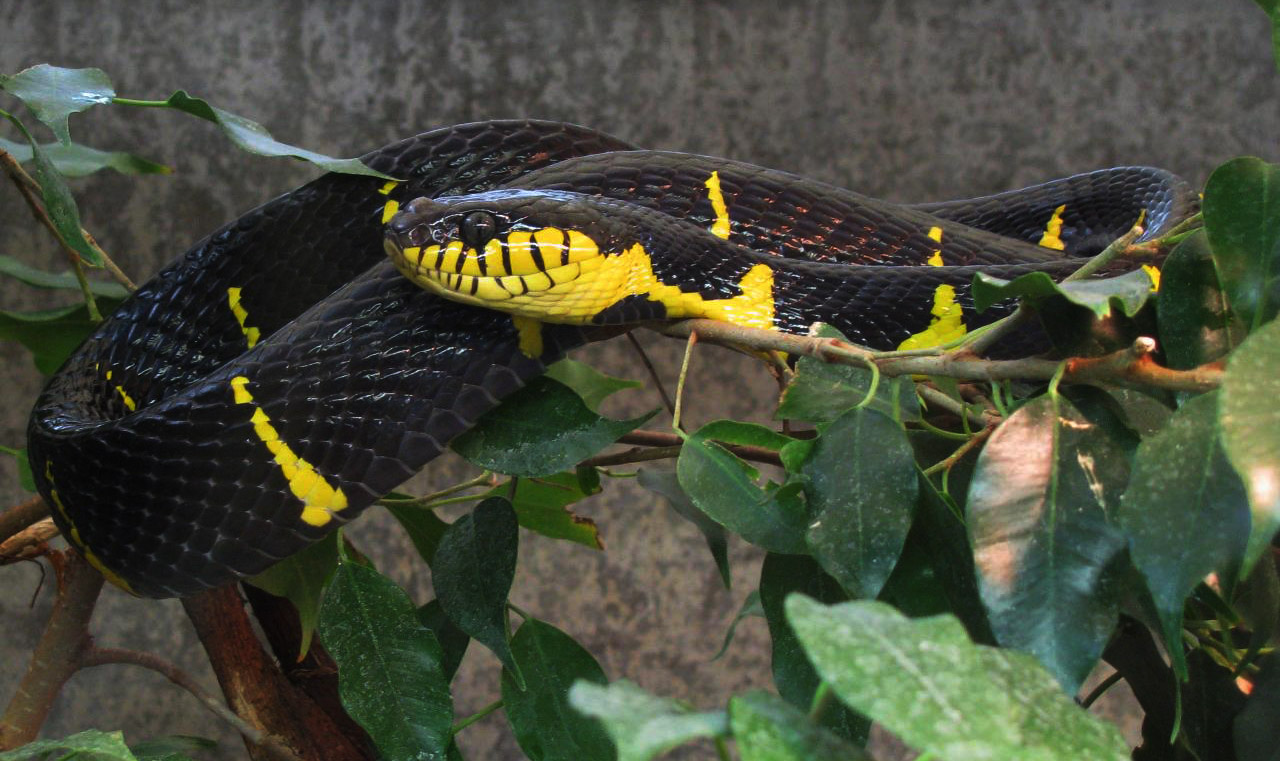 Мангровая змея (Boiga dendrophila)