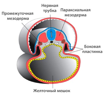 Расположение боковой пластинки на поперечном срезе зародыша