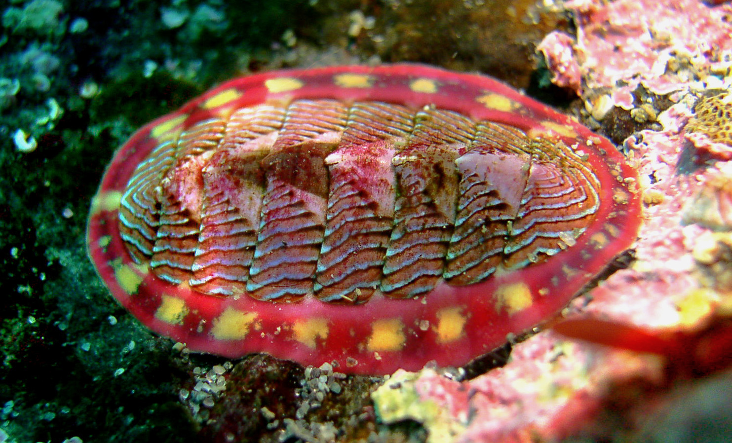 Моллюск Tonicella lineata