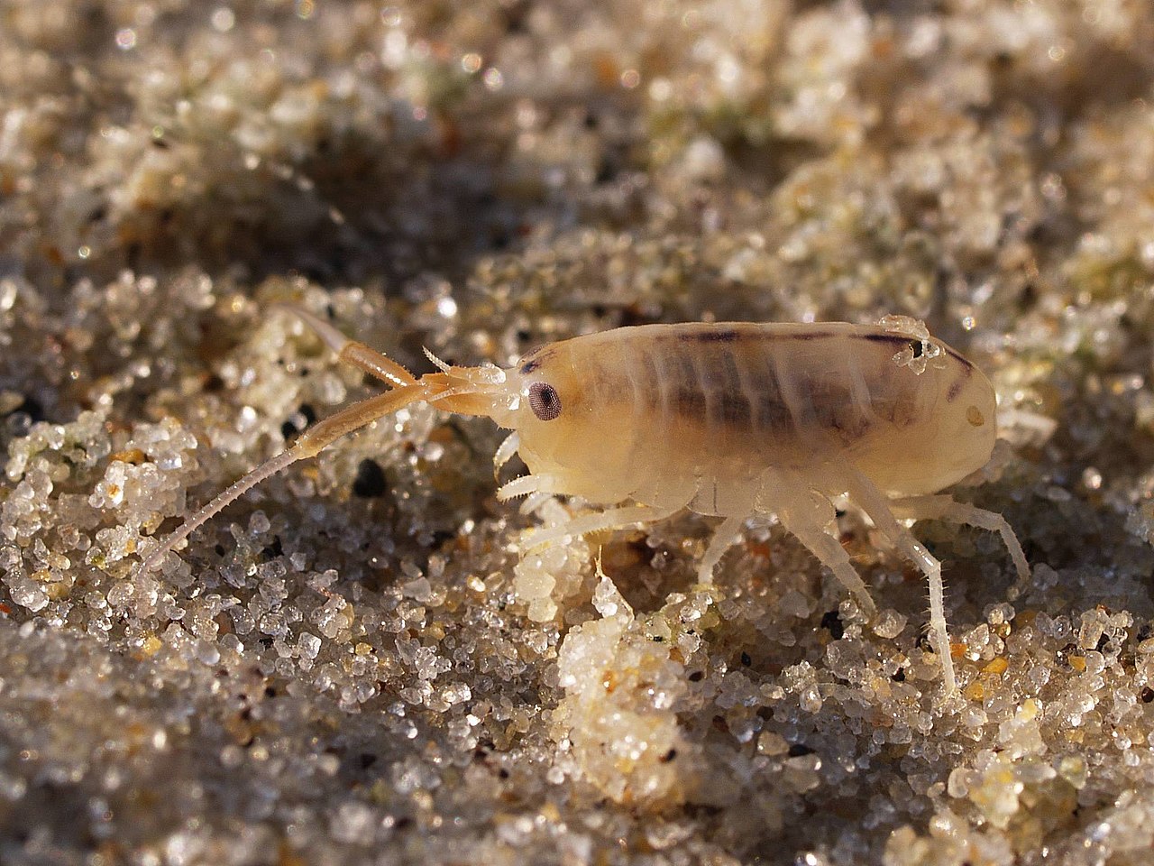 Морская блоха (Talitrus saltator)